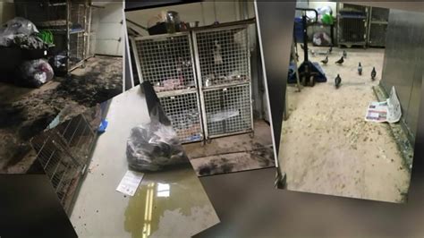 South suburban animal shelter - The South Suburban Humane Society in Matteson is in crisis with the amount of dogs for adoption it has in its care. A suburban animal shelter has said it is in crisis and needs help.